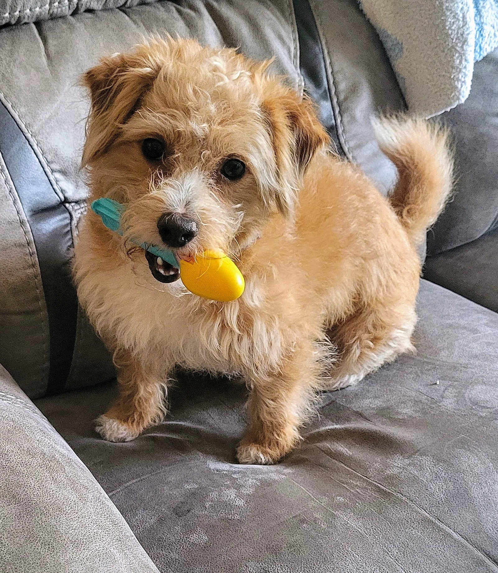 Toby joined the competition — help win amazing prizes! dog, toy, couch, playful, pet, animal, fur, indoor, cute, brown, small_dog, tail, mouth, looking, furniture, domestic_animal, canine, fluffy, four_legs, young
