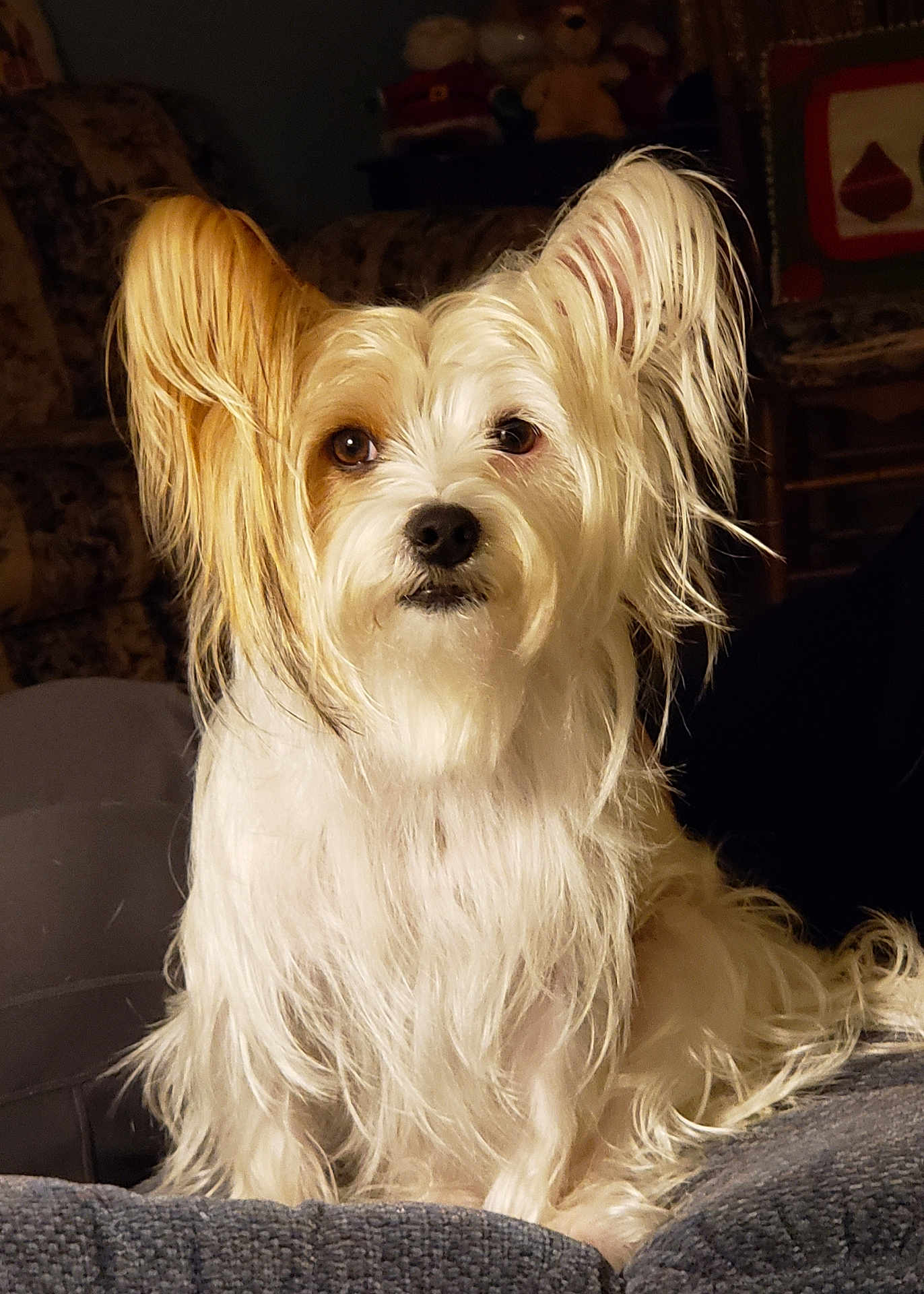 Benji