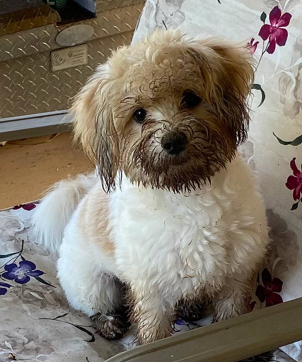 Mya is registered to the contest to win money with this photo: carnivore, companion_dog, dog, dog_breed, dog_supply, fur, liver, mal_shi, maltepoo, pollinator, shih_poo, shih_tzu, small_terrier, snout, sporting_group, terrestrial_animal, terrier, toy_dog, working_animal, yorkipoo