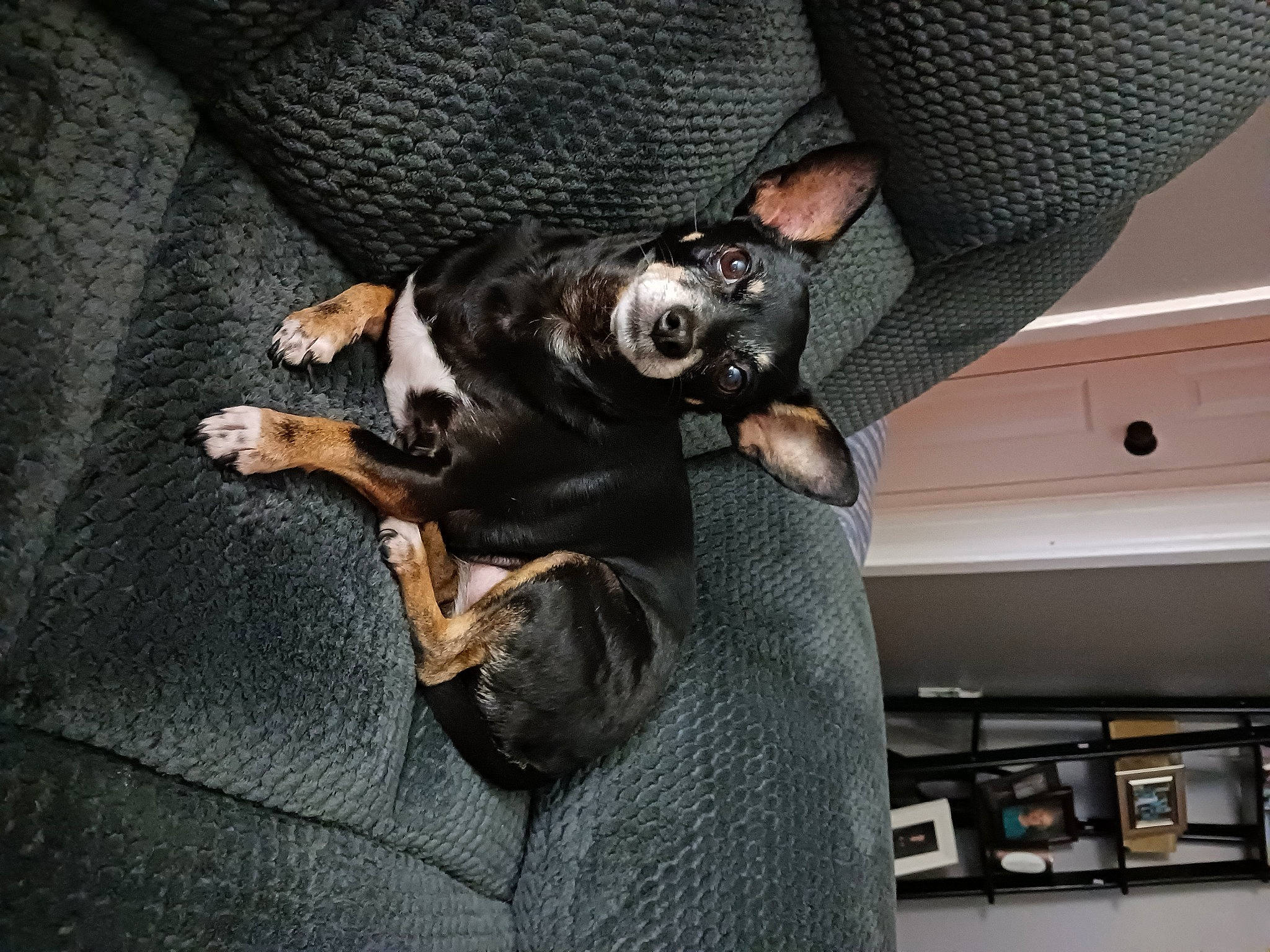 Mia joined the competition — help win amazing prizes! auto_part, canidae, carnivore, comfort, companion_dog, dog, dog_breed, fawn, fur, guard_dog, non_sporting_group, paw, pinscher, prazsky_krysarik, russkiy_toy, snout, sporting_group, toy_dog, whiskers, working_animal