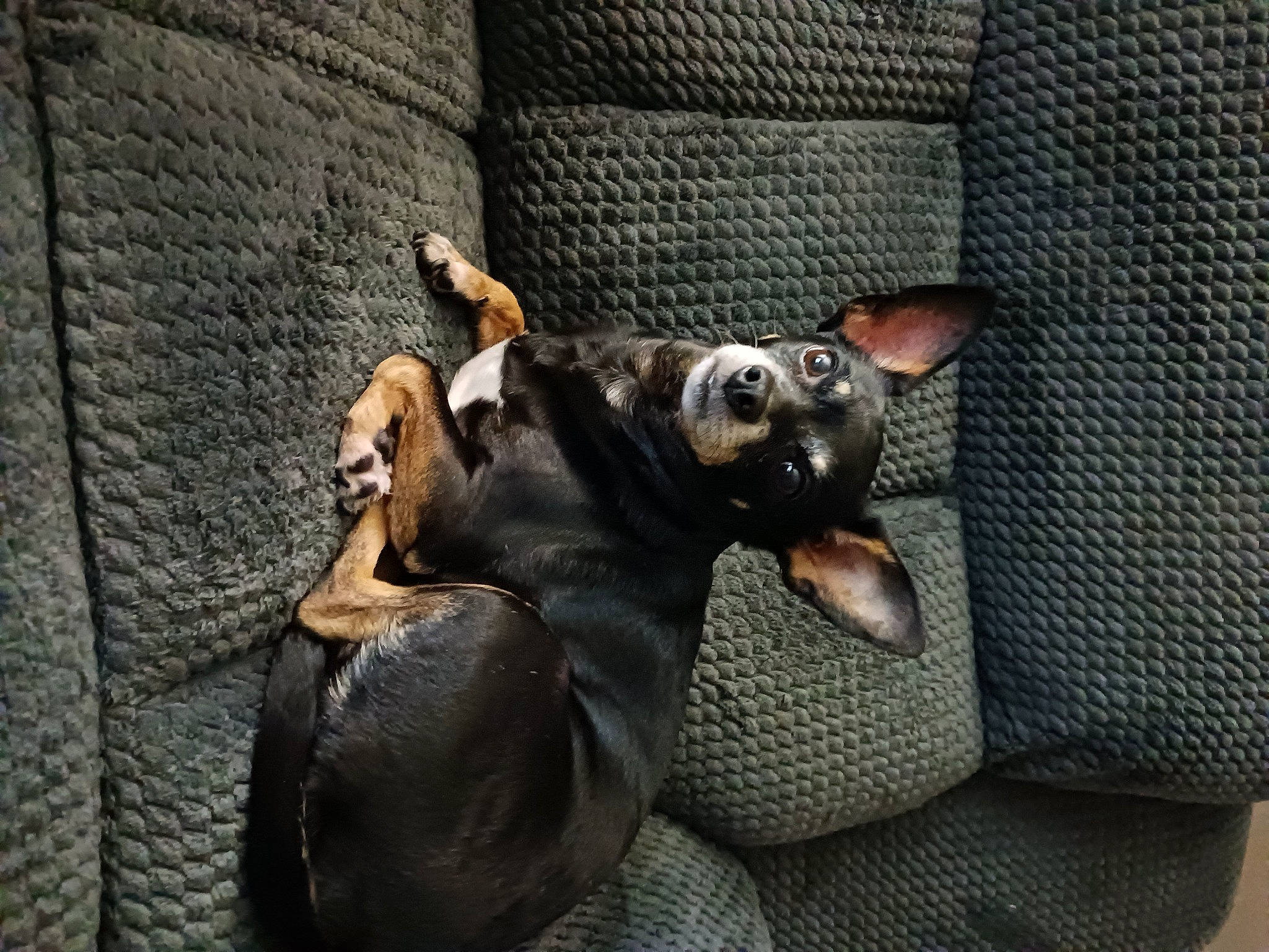Mia is registered to the contest to win money with this photo: canidae, carnivore, comfort, companion_dog, couch, dog, dog_breed, fawn, grey, guard_dog, linens, paw, pinscher, sporting_group, terrestrial_animal, toy_dog, whiskers, working_animal, working_dog
