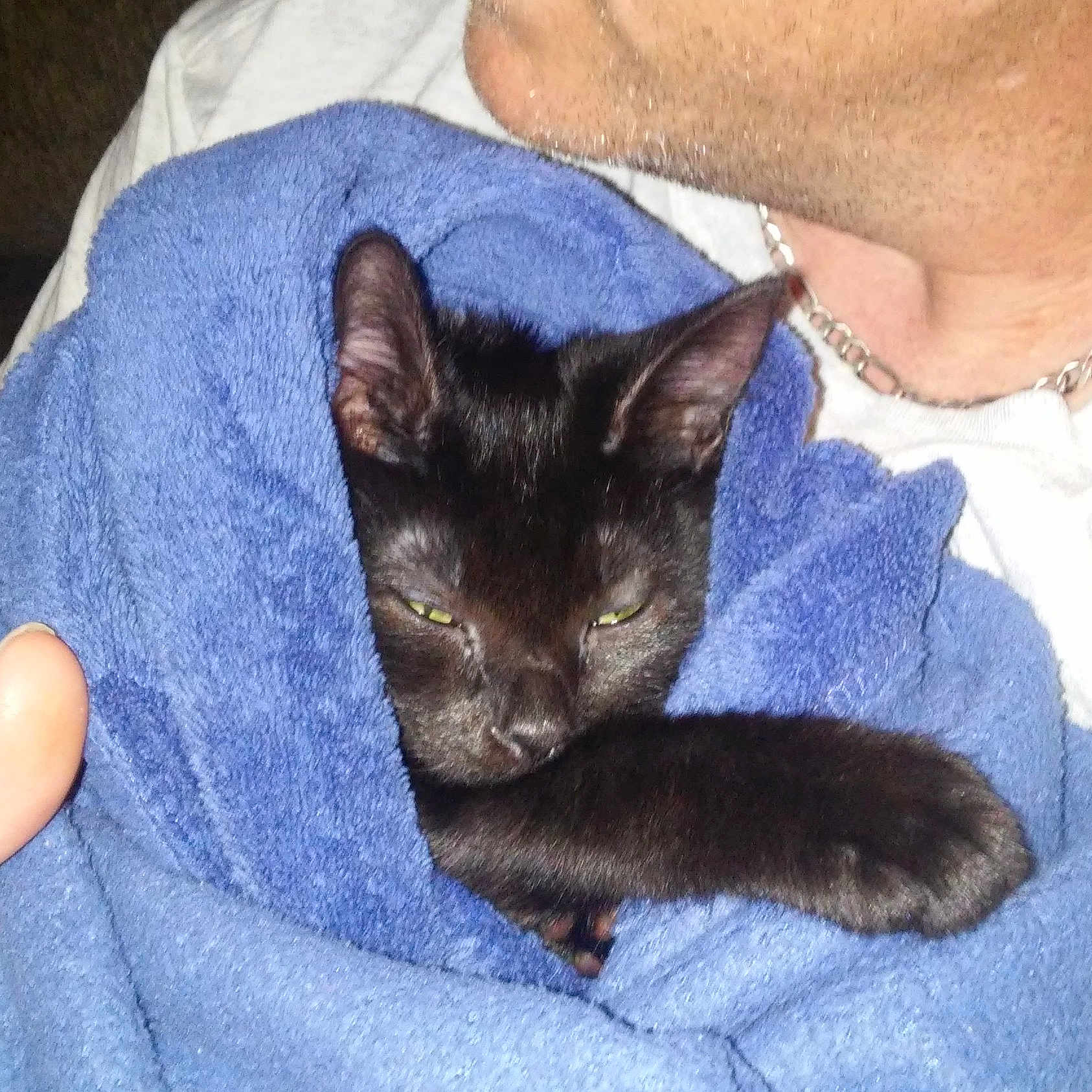 Leia is registered to the contest to win money with this photo: abyssinian, accessories, adult, animal, blackcat, blanket, cat, face, head, jewelry, kitten, male, man, necklace, person, pet, photography, portrait, quilt, towel