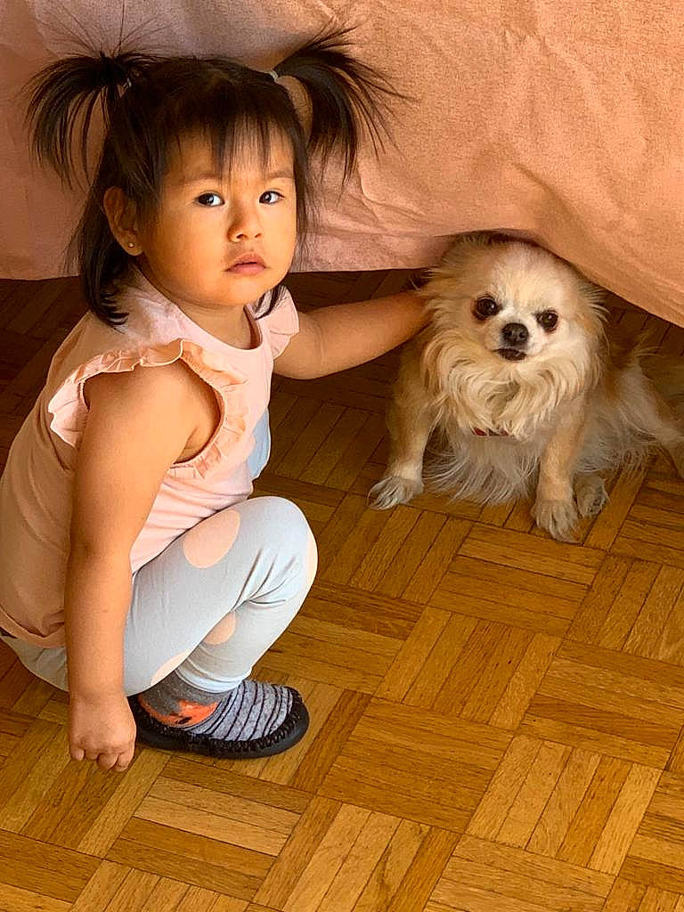 Amaris a rejoint le concours — aidez-le/la à gagner de superbes lots ! baby_toddler_clothing, brown_hair, carnivore, companion_dog, dog, dog_breed, dog_supply, eye, fawn, flooring, foot, fur, hair, happy, hardwood, person, sitting, skin, toddler, toy_dog