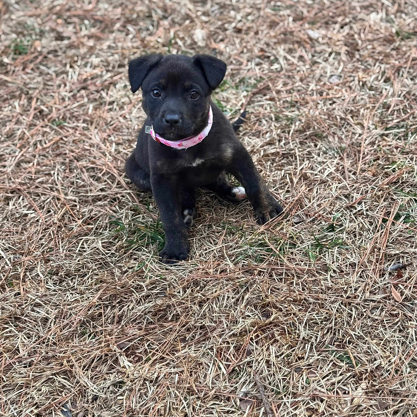 Truffle joined the competition — help win amazing prizes! animal, black_fur, brown_fur, cute, dog, dry_grass, ears, eyes, grass, ground, leash, looking_at_camera, outdoor, pine_needles, pink_collar, portrait, puppy, sitting, small, young