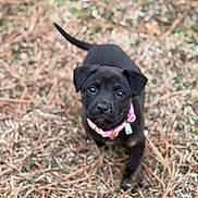 Truffle is registered to the contest to win money with this photo: dog, puppy, black_puppy, pet, collar, pink_collar, outdoor, dry_grass, pine_needles, bokeh, shallow_depth_of_field, cute, eyes, nose, fur, portrait, looking_up, standing, ground, nature