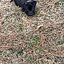 Truffle joined the competition — help win amazing prizes! dog, puppy, grass, pine_needles, leaves, outdoor, nature, brown_fur, black_fur, pet, cute, eyes, lying_down, sniffing, collar, small_animal, closeup, shallow_depth_of_field, ground_cover, playful