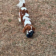 Coco joined the competition — help win amazing prizes! dog, brown_and_white, toy, grass, yard, outdoor, pet, chewing, tail, fur, ears, snout, closeup, playing, field, ground, small_breed, spaniel_like, dry_grass, daylight