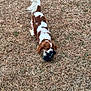 dog, brown_and_white, toy, grass, yard, outdoor, pet, chewing, tail, fur, ears, snout, closeup, playing, field, ground, small_breed, spaniel_like, dry_grass, daylight
