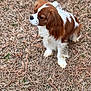 dog, cavalier_king_charles_spaniel, pet, outdoor, grass, dry_grass, brown_and_white, fur, floppy_ears, profile, nose, paws, sitting, close_up, portrait, curious, attentive, yard, natural_light, small_dog