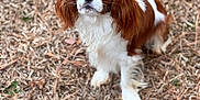 Coco is registered to the contest to win money with this photo: dog, cavalier_king_charles_spaniel, pet, brown_and_white, fur, ears, eyes, nose, portrait, outdoor, dry_grass, grass, adorable, looking_at_camera, paws, shallow_depth_of_field, bokeh, cute, animal, companion