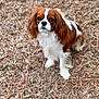 dog, cavalier_king_charles_spaniel, pet, brown_and_white, fur, ears, eyes, nose, portrait, outdoor, dry_grass, grass, adorable, looking_at_camera, paws, shallow_depth_of_field, bokeh, cute, animal, companion