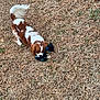 dog, cavalier_king_charles_spaniel, brown_and_white_coat, pet, toy, playing, chewing, grass, dry_grass, outdoor, tail, fur, paw, cute, small_dog, portrait, shallow_depth_of_field, yard, daytime, happy