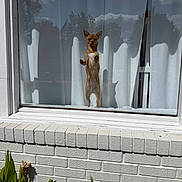 Cinnamon joined the competition — help win amazing prizes! dog, chihuahua, small_dog, standing, upright, window, glass, reflection, clouds, trees, curtain, house, brick_wall, white_wall, outdoor, sunlight, shadow, plants, garden, funny_pose