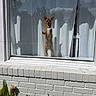 dog, chihuahua, small_dog, standing, upright, window, glass, reflection, clouds, trees, curtain, house, brick_wall, white_wall, outdoor, sunlight, shadow, plants, garden, funny_pose