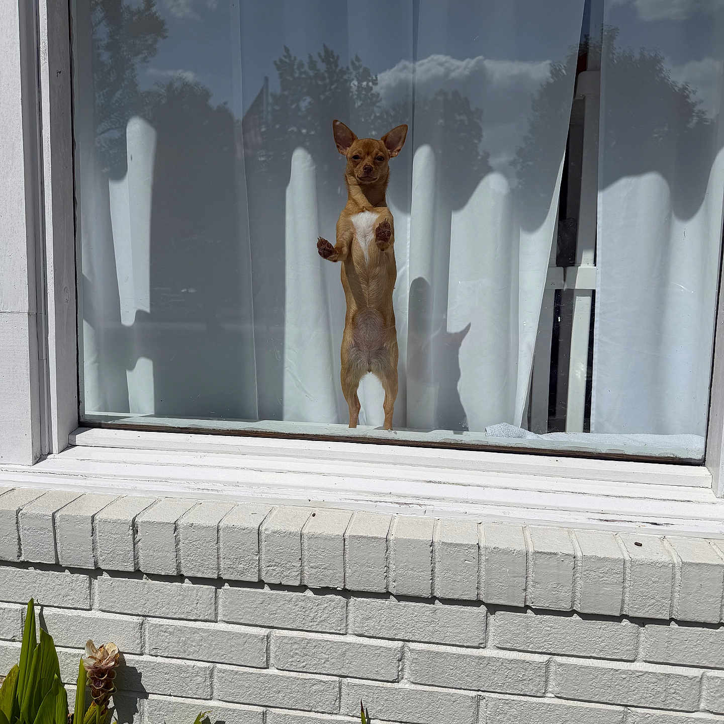 Cinnamon joined the competition — help win amazing prizes! dog, chihuahua, small_dog, standing, upright, window, glass, reflection, clouds, trees, curtain, house, brick_wall, white_wall, outdoor, sunlight, shadow, plants, garden, funny_pose