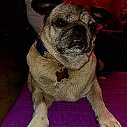 Zoe joined the competition — help win amazing prizes! dog, pug, pet, indoor, purple_blanket, collar, tag, paw, face, fur, animal, closeup, resting, cute, muzzle, ears, snout, claw, canine, cozy