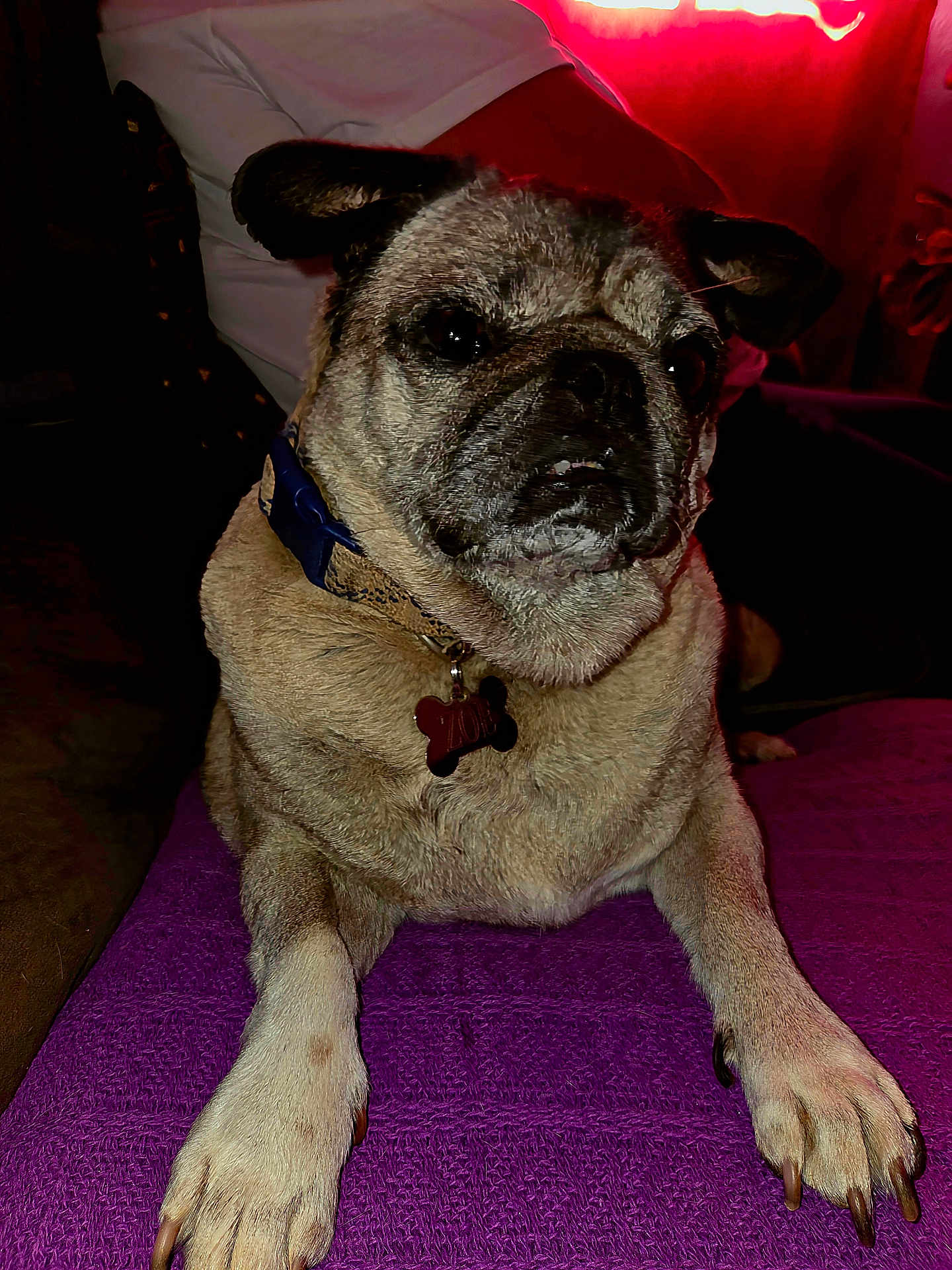 Zoe joined the competition — help win amazing prizes! dog, pug, pet, indoor, purple_blanket, collar, tag, paw, face, fur, animal, closeup, resting, cute, muzzle, ears, snout, claw, canine, cozy