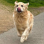 Stan a rejoint le concours — aidez-le/la à gagner de superbes lots ! dog, golden_retriever, running, tongue_out, outdoor, path, grass, happy, motion, pet, canine, nature, fur, energetic, animal, playful, daylight, mammal, walking, active