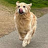 dog, golden_retriever, running, tongue_out, outdoor, path, grass, happy, motion, pet, canine, nature, fur, energetic, animal, playful, daylight, mammal, walking, active