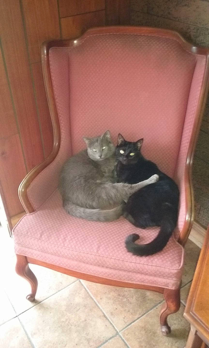 Alex is registered to the contest to win money with this photo: asian, black_cat, carnivore, cat, chair, chartreux, comfort, domestic_short_haired_cat, fawn, felidae, furniture, kitten, korat, pink, russian_blue, small_to_medium_sized_cats, tail, whiskers