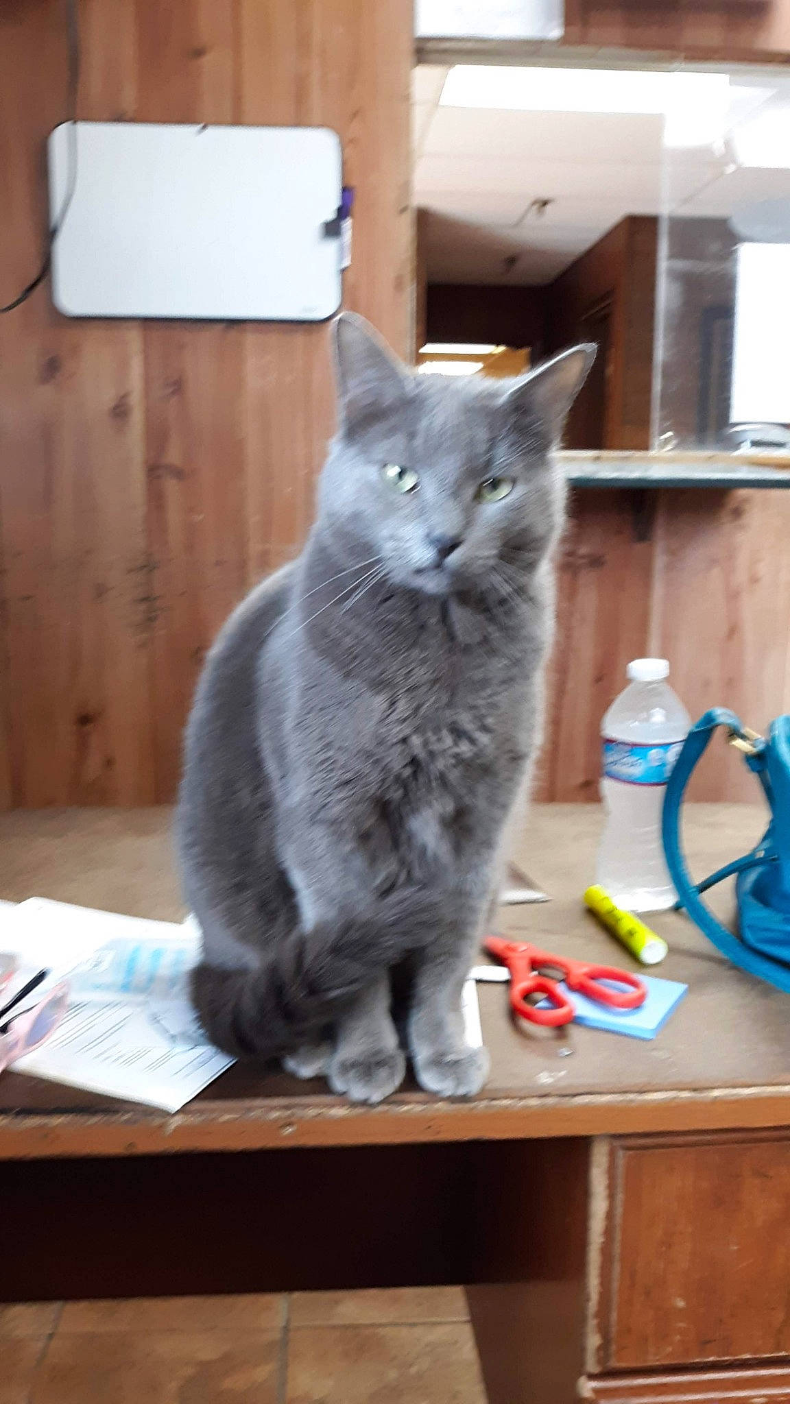 Alex joined the competition — help win amazing prizes! british_semi_longhair, british_shorthair, carnivore, cat, chartreux, domestic_short_haired_cat, european_shorthair, felidae, kitten, korat, mammal, nebelung, russian_blue, small_to_medium_sized_cats, vertebrate, whiskers