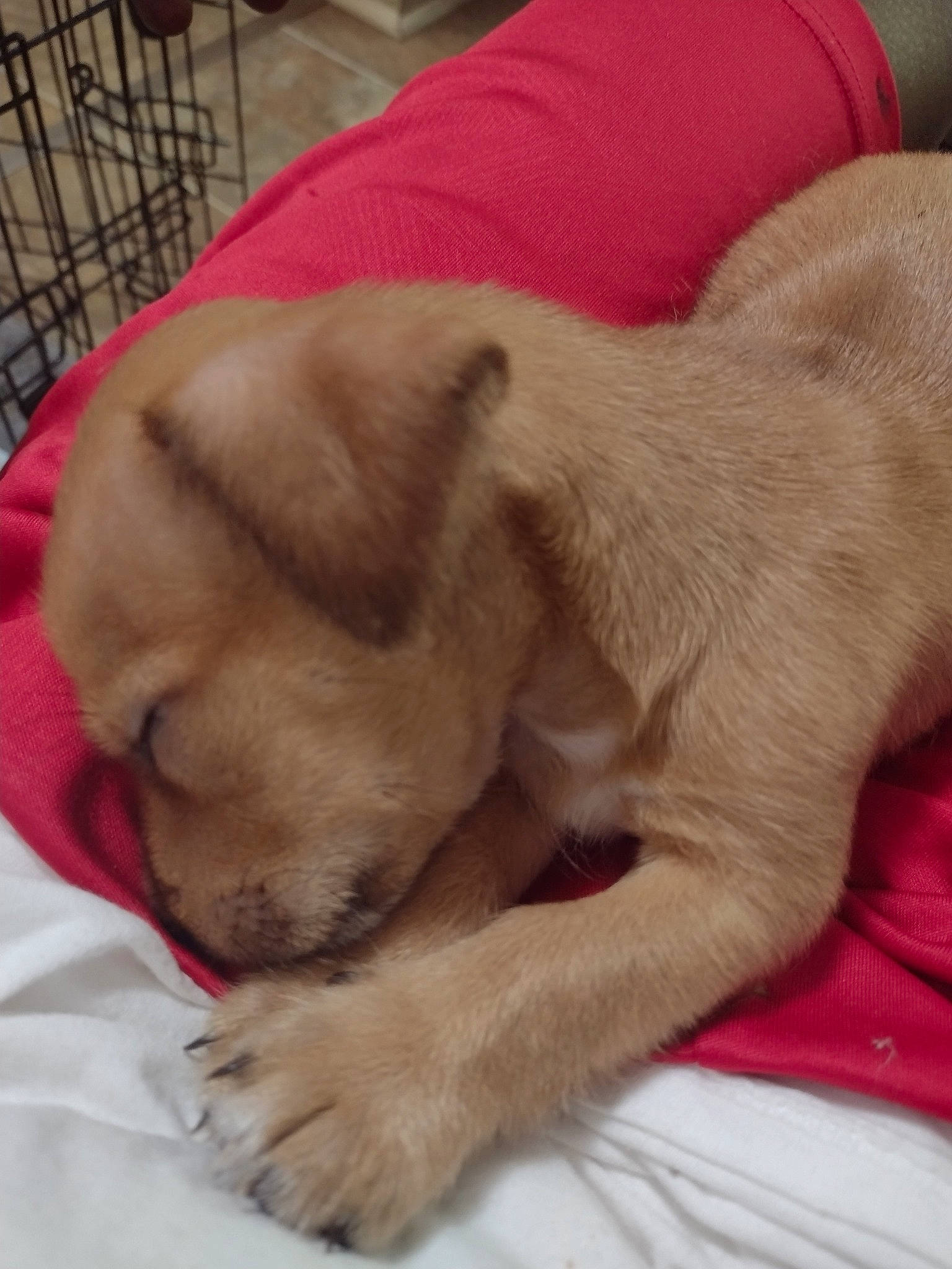 Duke joined the competition — help win amazing prizes! bedtime, canidae, carnivore, comfort, companion_dog, dog, dog_breed, fawn, fur, nap, paw, pet_supply, puppy_love, retriever, sleep, snout, sporting_group, whiskers, working_animal, wrinkle