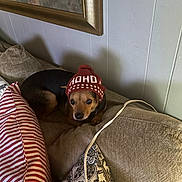 Scooter is registered to the contest to win money with this photo: brown_dog, cord, couch, cozy, curious, dog, framed_picture, furniture, hat, indoor, knit_hat, living_room, patterned_pillow, pet, pillow, relaxed, resting, small_dog, striped_pillow, wall