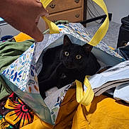 Pablo is registered to the contest to win money with this photo: black_cat, cat, bag, shopping_bag, yellow_handle, hand, bed, blanket, furniture, dresser, indoors, curious, pet, resting, cozy, colorful, patterned_bag, wide_eyes, domestic, casual