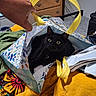 black_cat, cat, bag, shopping_bag, yellow_handle, hand, bed, blanket, furniture, dresser, indoors, curious, pet, resting, cozy, colorful, patterned_bag, wide_eyes, domestic, casual