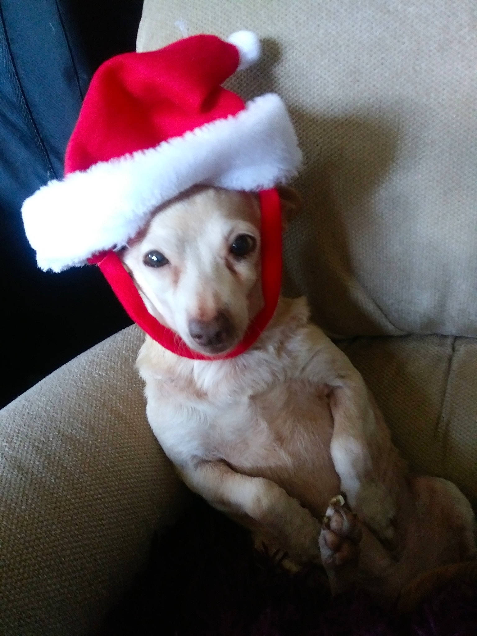 Pacho is registered to the contest to win money with this photo: canidae, carnivore, christmas, companion_dog, dachshund, dog, dog_breed, ear, fawn, fictional_character, hat, headgear, puppy, sporting_group