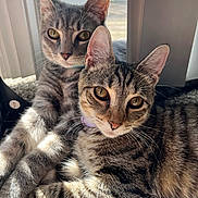 Tater And Tot is registered to the contest to win money with this photo: cat, kitten, tabby, pet, feline, animal, indoor, sunlight, window, closeup, cute, whiskers, ears, fur, relaxed, friendship, companions, lying_down, young, curious