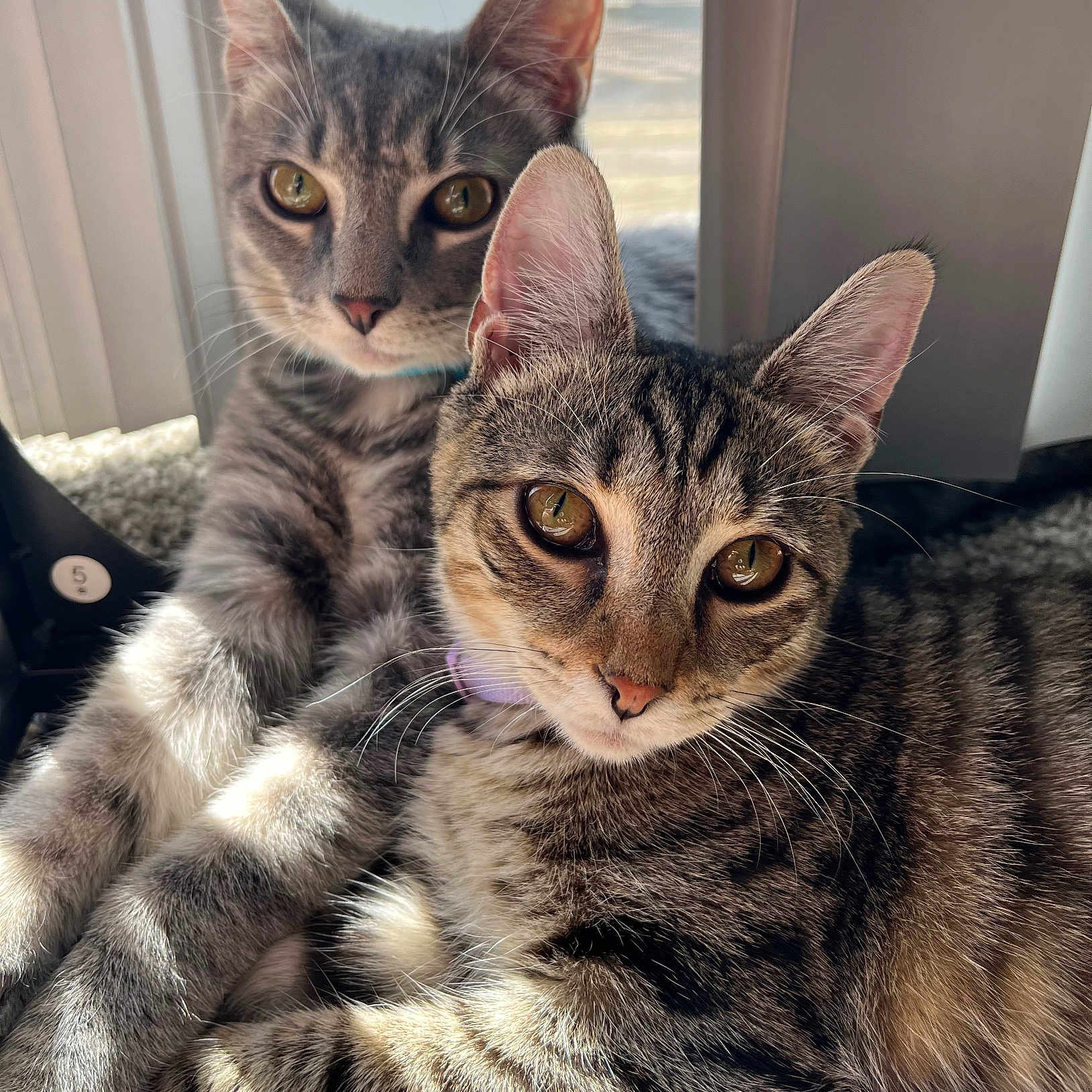 Tater And Tot is registered to the contest to win money with this photo: animal, cat, closeup, companions, curious, cute, ears, feline, friendship, fur, indoor, kitten, lying_down, pet, relaxed, sunlight, tabby, whiskers, window, young