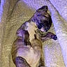 Ariel participe au concours pour gagner de l'argent avec cette photo : puppy, sleeping, blanket, cozy, small_dog, fur, paw, cute, resting, pet, animal, indoors, soft_texture, relaxed, snug, canine, lying_down, peaceful, young_dog, mammal