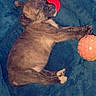 puppy, sleeping, blanket, blue, toy, ball, cute, pet, animal, fur, paw, resting, cozy, small, young, indoor, relaxing, adorable, snout, napping