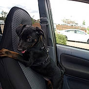 Remi joined the competition — help win amazing prizes! animal, black_dog, brown_dog, car_interior, car_seat, curious, daylight, dog, harness, inside_car, parking_lot, pet, playful, puppy, seat_cover, seatbelt, small_dog, tongue_out, white_car, window