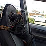 animal, black_dog, brown_dog, car_interior, car_seat, curious, daylight, dog, harness, inside_car, parking_lot, pet, playful, puppy, seat_cover, seatbelt, small_dog, tongue_out, white_car, window