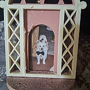 Barney joined the competition — help win amazing prizes! animal, bow_tie, carpet, cream_frame, cute, decor, decorative_frame, dog, frame, indoor, lattice_design, pet, pet_accessory, pink_frame, plastic_frame, portrait, small_dog, vintage, white_dog, worn_frame