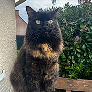Moune participe au concours pour gagner de l'argent avec cette photo : cat, tortoiseshell, fluffy, animal, pet, outdoor, greenery, bench, perch, fur, whiskers, eyes, nature, portrait, sitting, feline, cute, alert, garden, daylight