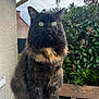 cat, tortoiseshell, fluffy, animal, pet, outdoor, greenery, bench, perch, fur, whiskers, eyes, nature, portrait, sitting, feline, cute, alert, garden, daylight