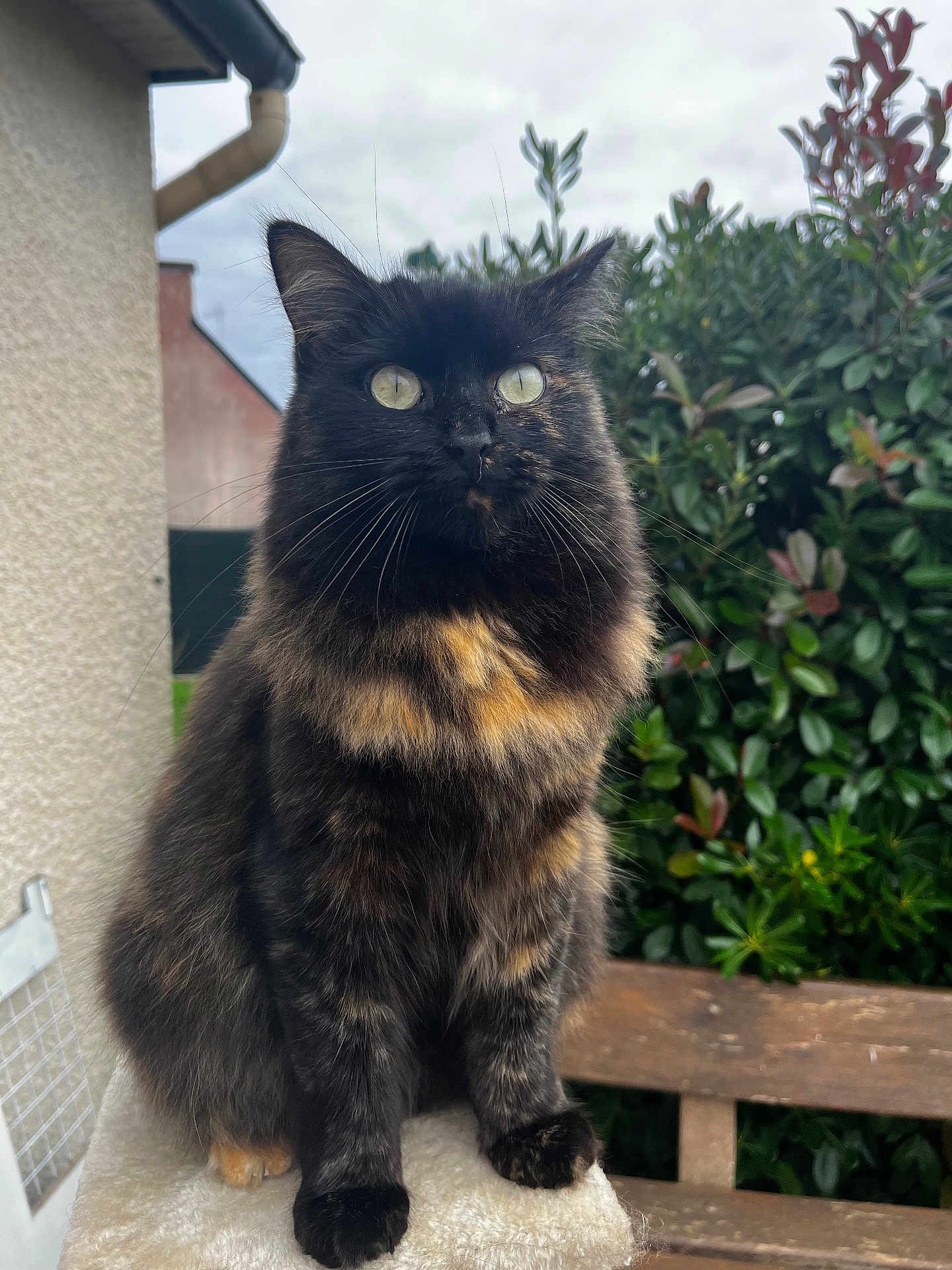 Moune participe au concours pour gagner de l'argent avec cette photo : cat, tortoiseshell, fluffy, animal, pet, outdoor, greenery, bench, perch, fur, whiskers, eyes, nature, portrait, sitting, feline, cute, alert, garden, daylight