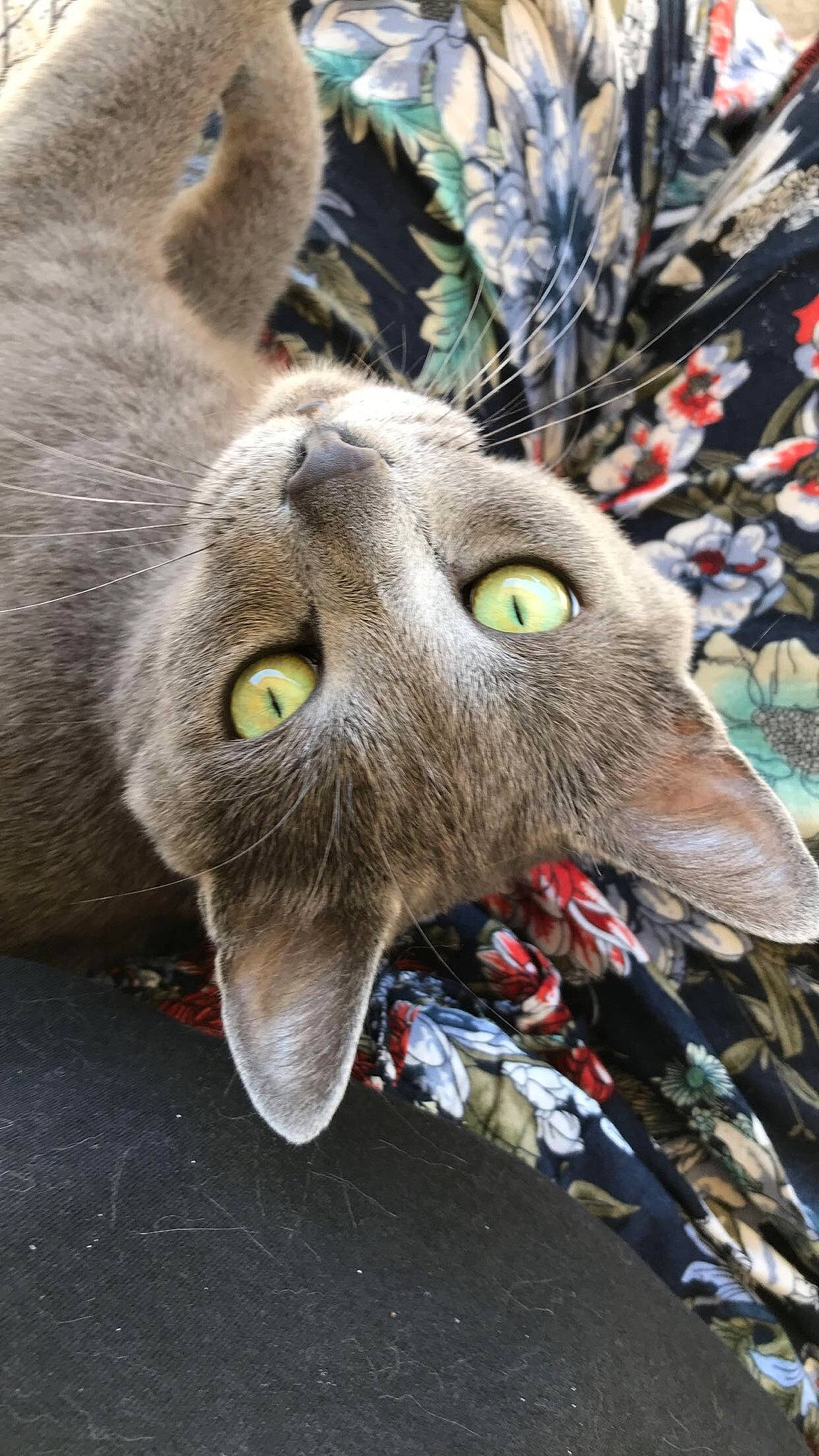 Nala a rejoint le concours — aidez-le/la à gagner de superbes lots ! carnivore, cat, felidae, small_to_medium_sized_cats, snout, whiskers, wildlife