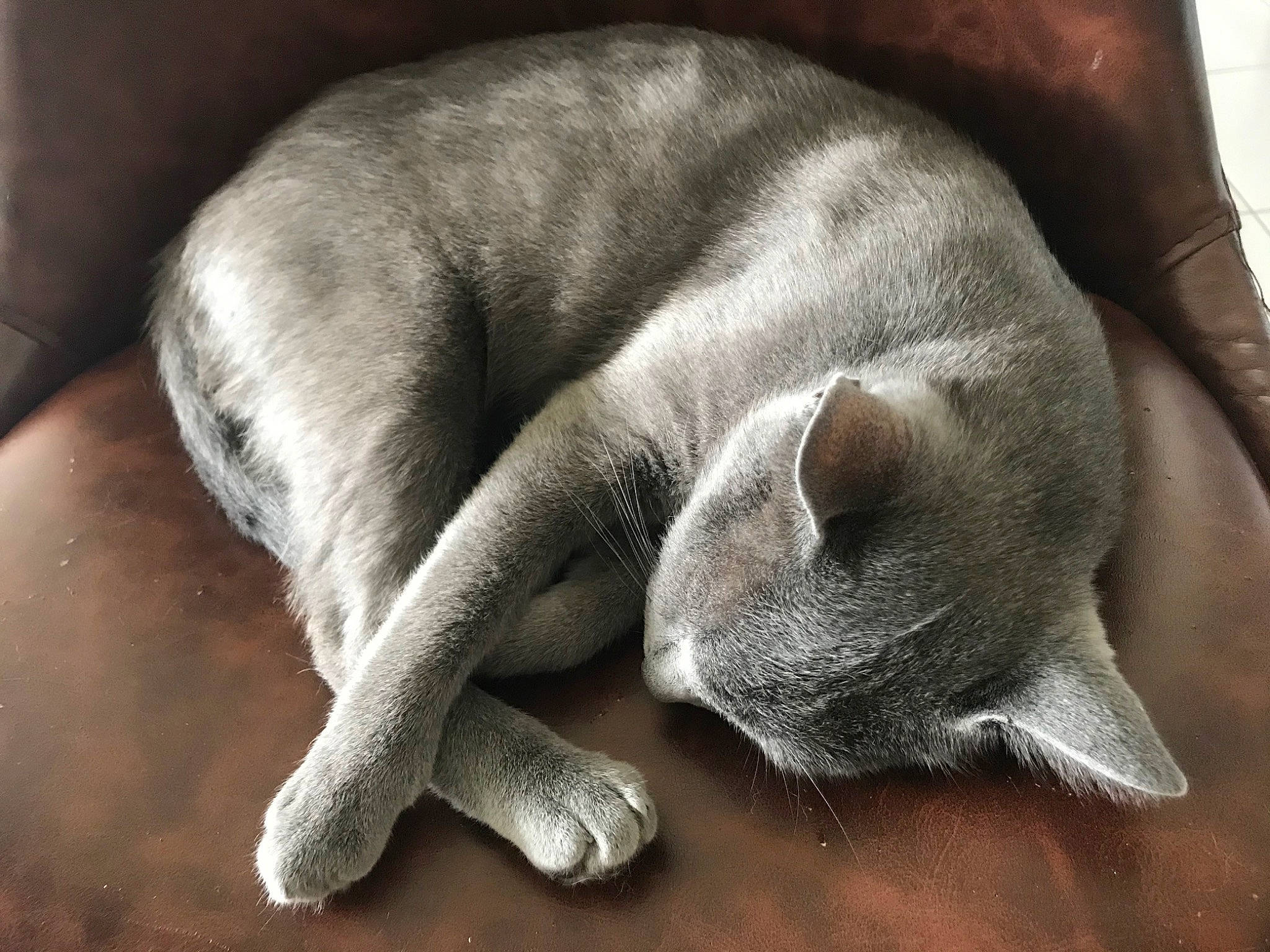 Nala participe au concours pour gagner de l'argent avec cette photo : british_shorthair, burmese, carnivore, cat, chartreux, domestic_short_haired_cat, felidae, korat, mammal, nap, paw, russian_blue, sleep, small_to_medium_sized_cats, snout, tail, whiskers