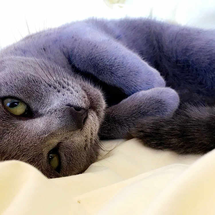 Nala