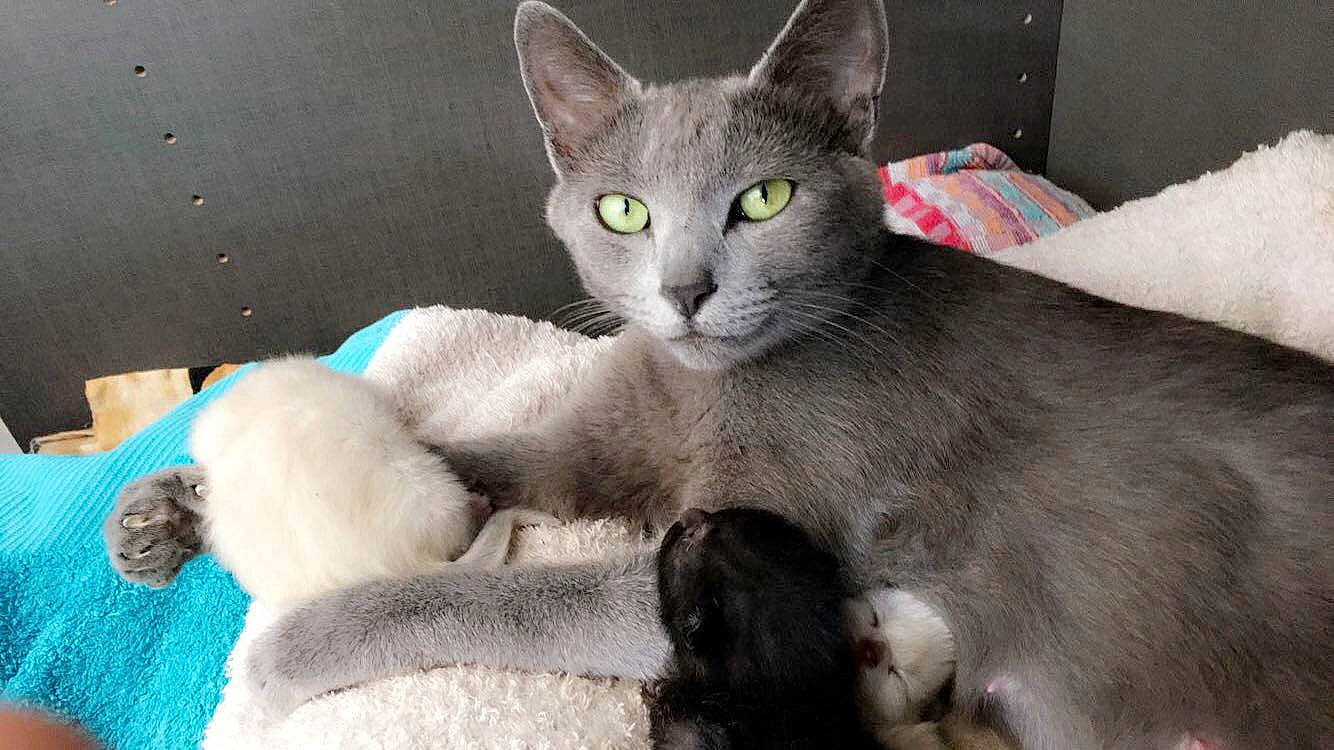 Nala participe au concours pour gagner de l'argent avec cette photo : asian, burmese, burmilla, carnivore, cat, chartreux, domestic_short_haired_cat, felidae, german_rex, javanese, korat, mammal, nebelung, oriental_longhair, oriental_shorthair, russian_blue, singapura, small_to_medium_sized_cats, vertebrate, whiskers