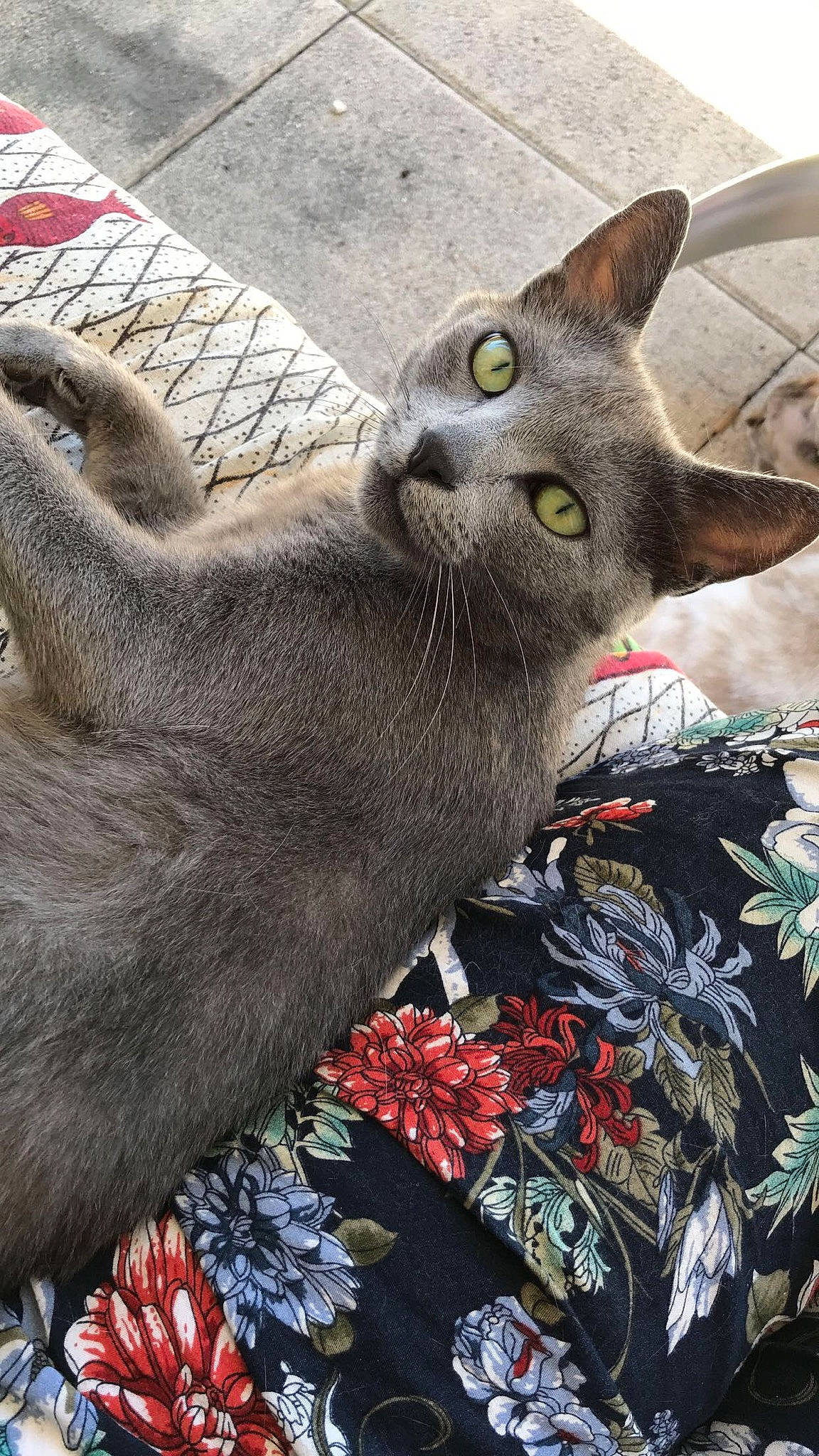 Nala participe au concours pour gagner de l'argent avec cette photo : asian, british_shorthair, burmese, carnivore, cat, chartreux, domestic_short_haired_cat, fawn, felidae, german_rex, kitten, korat, mammal, nebelung, oriental_longhair, oriental_shorthair, russian_blue, small_to_medium_sized_cats, snout, whiskers