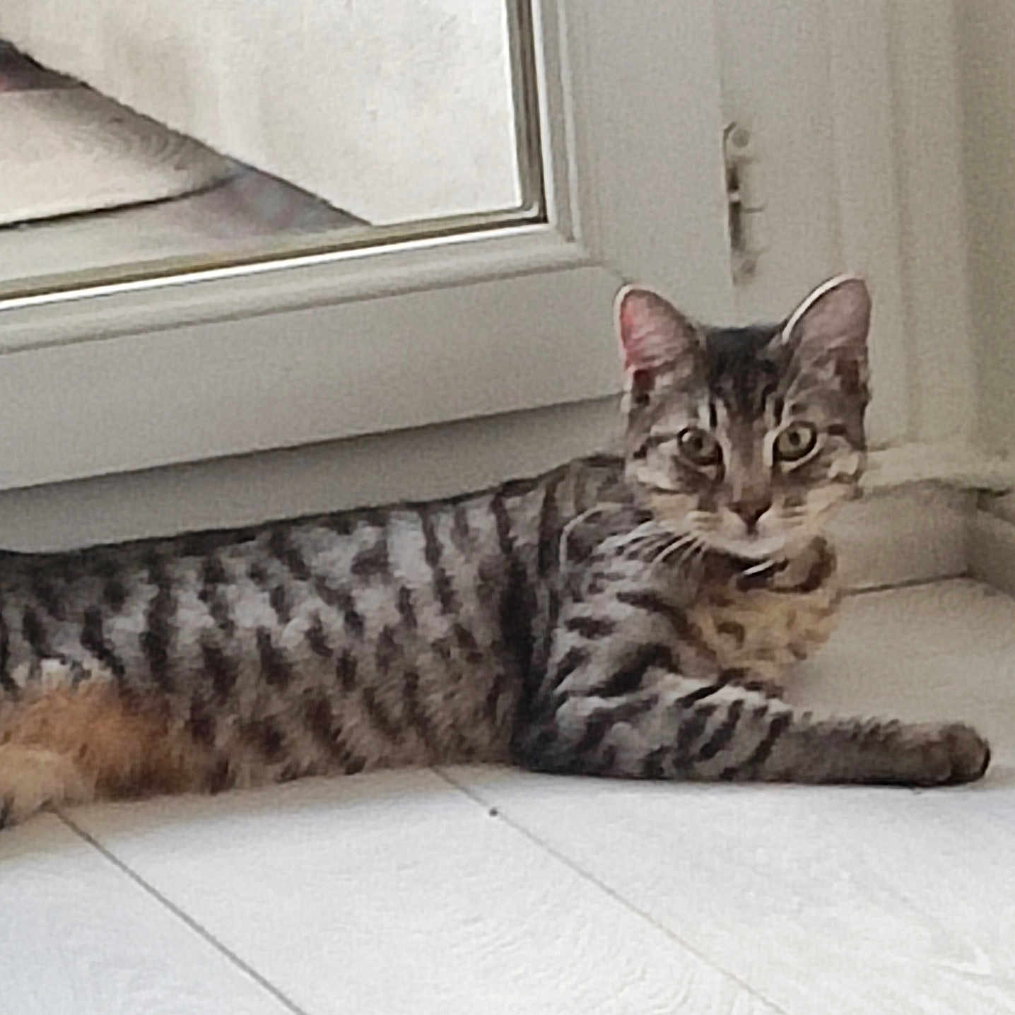 Oreo a rejoint le concours — aidez-le/la à gagner de superbes lots ! abyssinian, animal, cat, door, egyptiancat, kitten, manx, ocelot, pet, wood