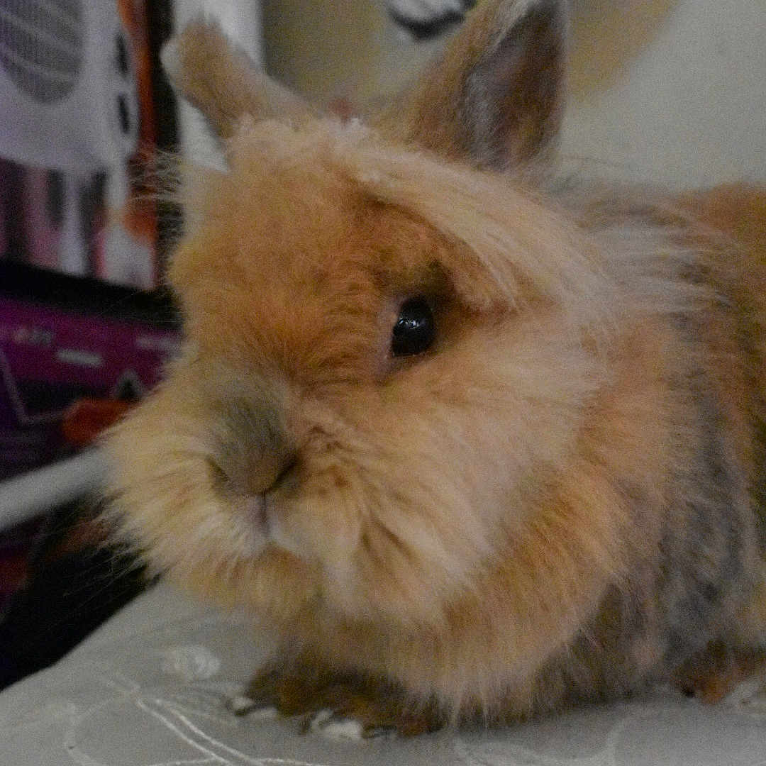 Julian