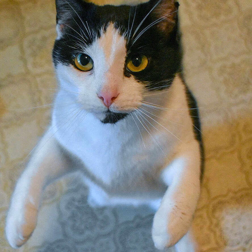 Chewy