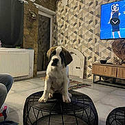 Vita a rejoint le concours — aidez-le/la à gagner de superbes lots ! puppy, dog, saint_bernard, living_room, ottoman, modern_interior, geometric_wallpaper, stone_wall, television, curious, floor, rug, furniture, indoor, pet, cute, seated, black_ottoman, home, decor