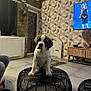 puppy, dog, saint_bernard, living_room, ottoman, modern_interior, geometric_wallpaper, stone_wall, television, curious, floor, rug, furniture, indoor, pet, cute, seated, black_ottoman, home, decor
